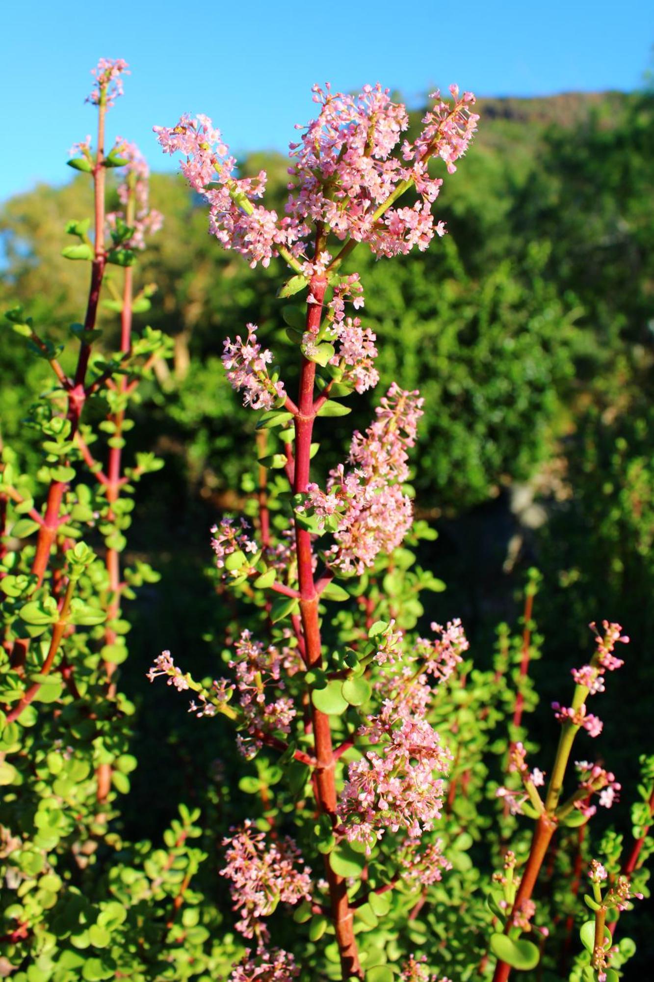 Bosch Luys Kloof Nature Reserve Ladismith Εξωτερικό φωτογραφία