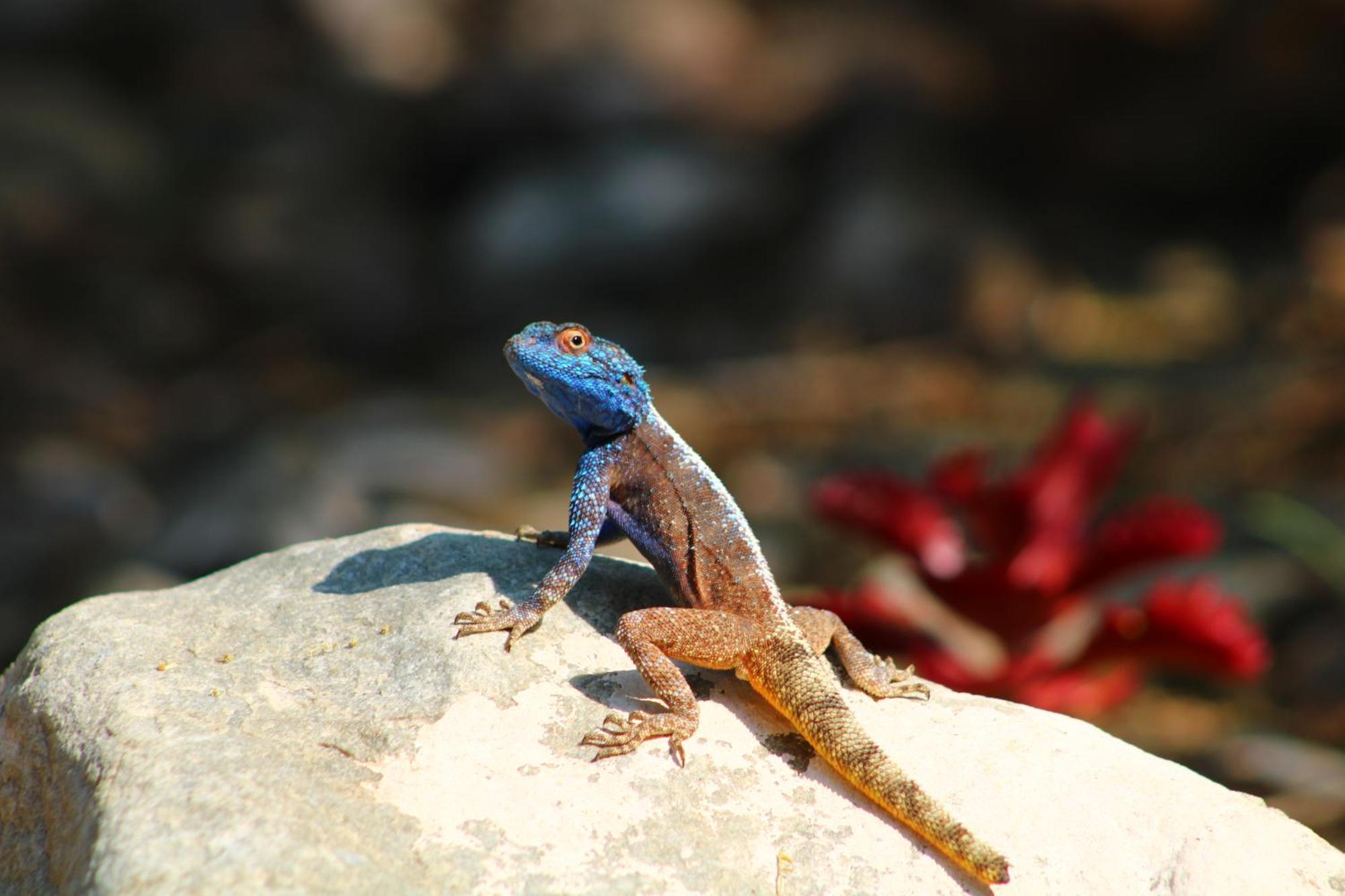 Bosch Luys Kloof Nature Reserve Ladismith Εξωτερικό φωτογραφία