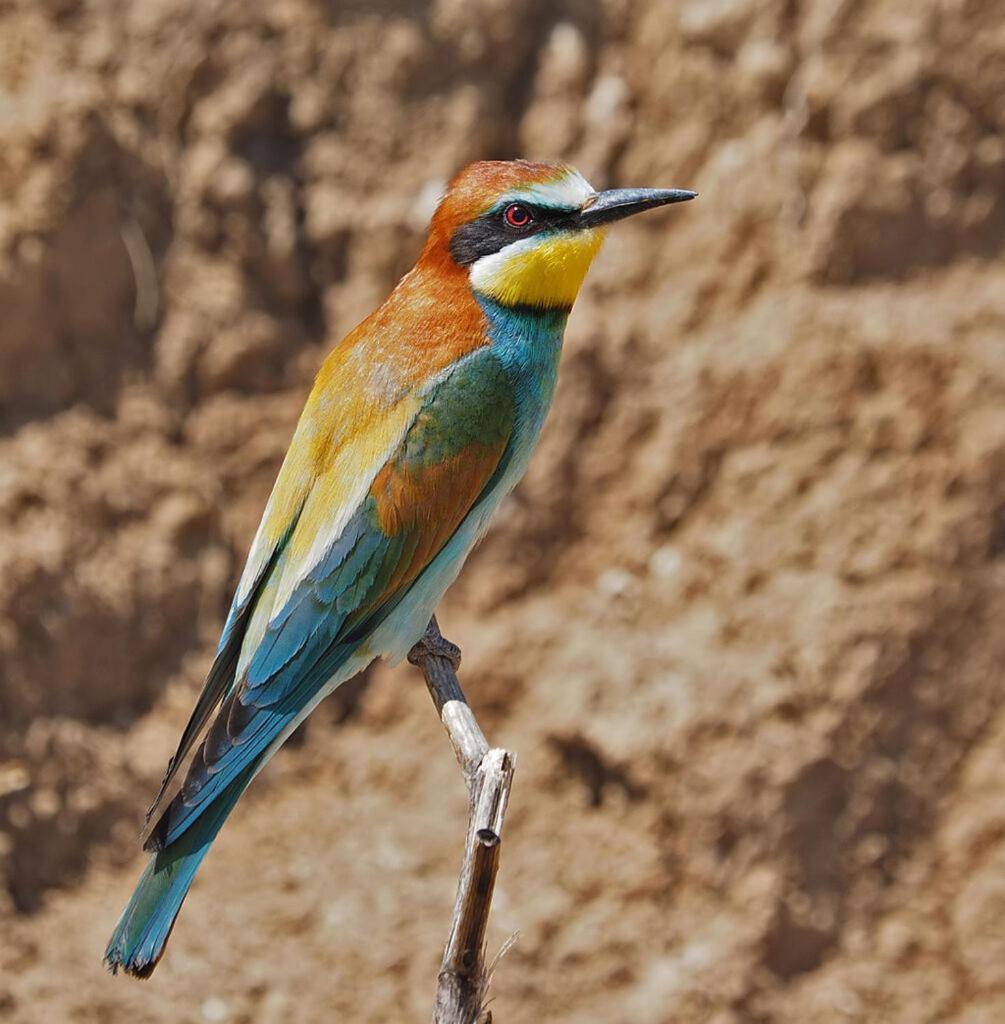 Bosch Luys Kloof Nature Reserve Ladismith Εξωτερικό φωτογραφία
