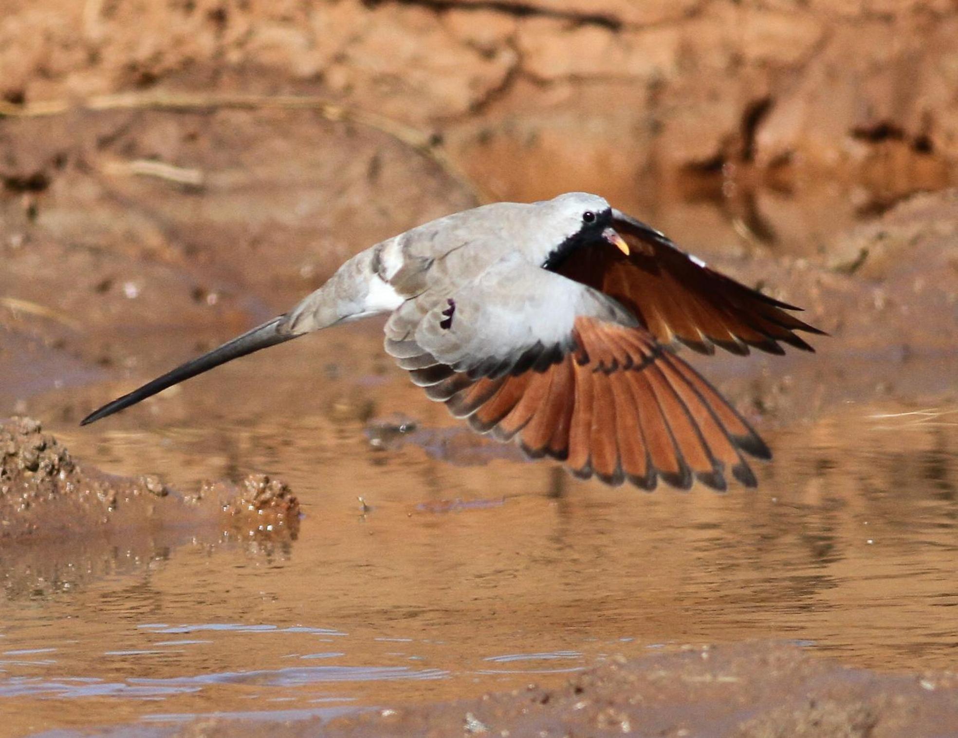 Bosch Luys Kloof Nature Reserve Ladismith Εξωτερικό φωτογραφία