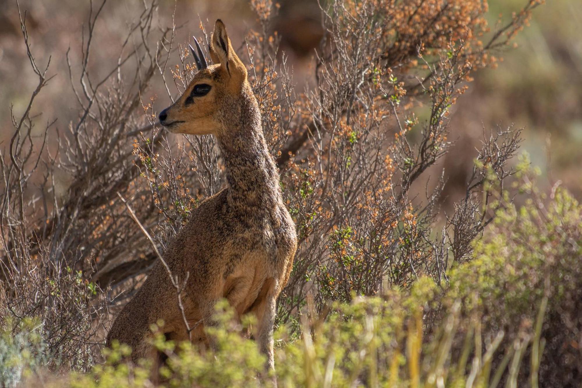 Bosch Luys Kloof Nature Reserve Ladismith Εξωτερικό φωτογραφία
