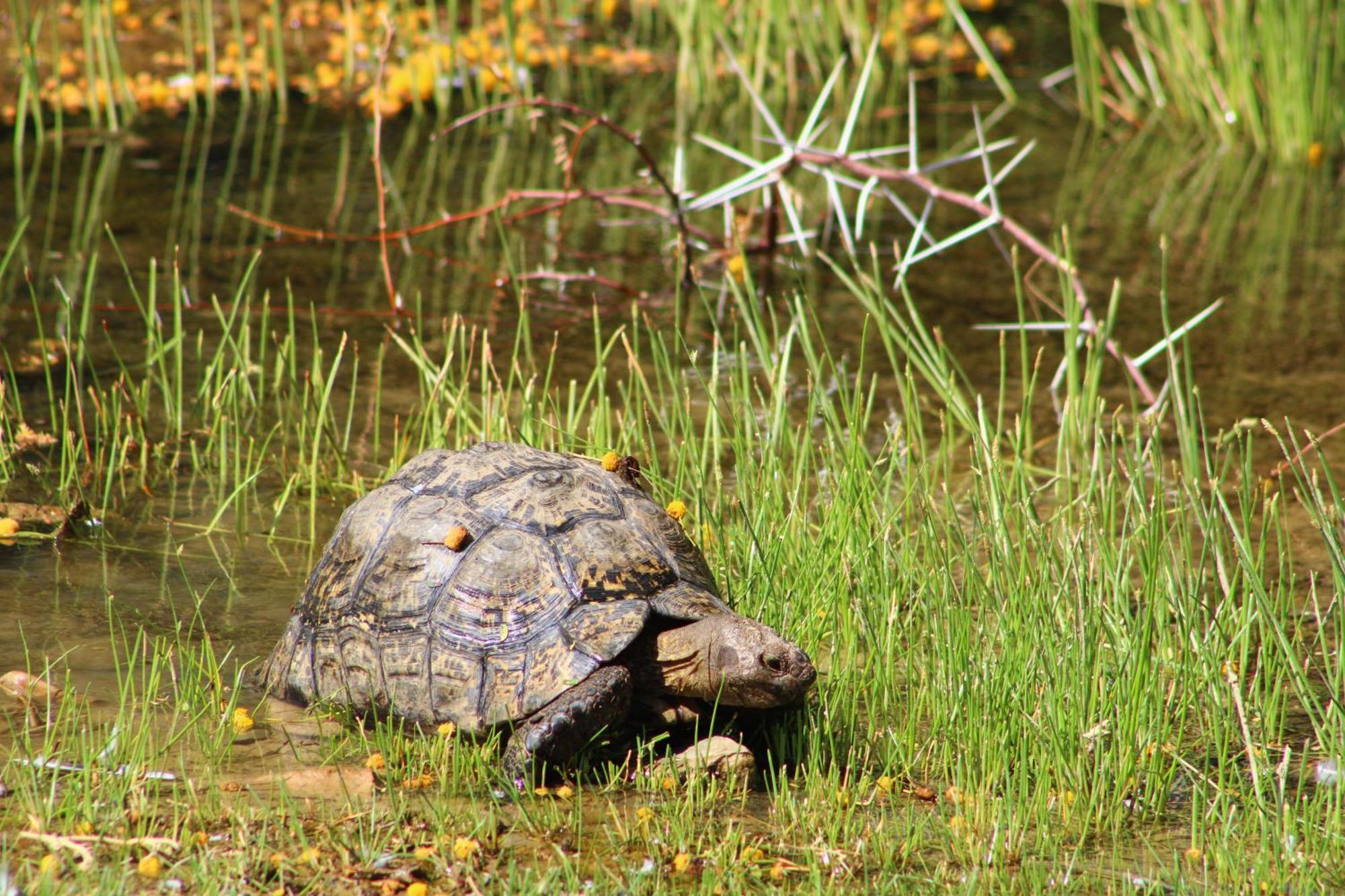 Bosch Luys Kloof Nature Reserve Ladismith Εξωτερικό φωτογραφία