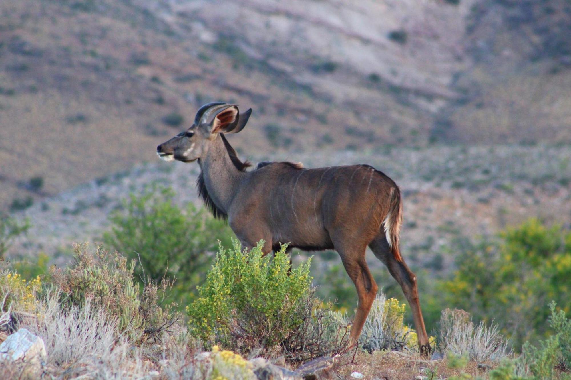 Bosch Luys Kloof Nature Reserve Ladismith Εξωτερικό φωτογραφία