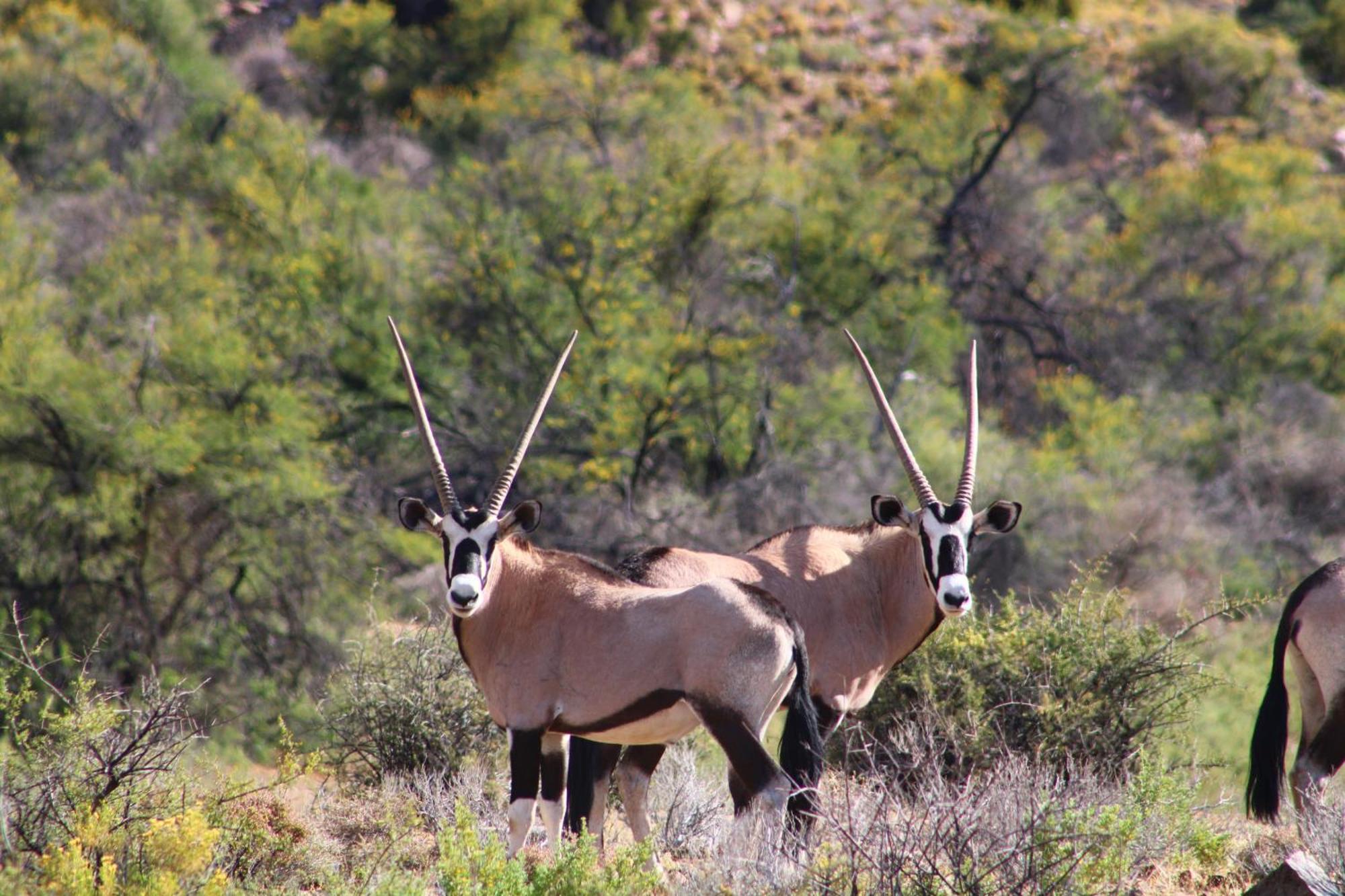 Bosch Luys Kloof Nature Reserve Ladismith Εξωτερικό φωτογραφία