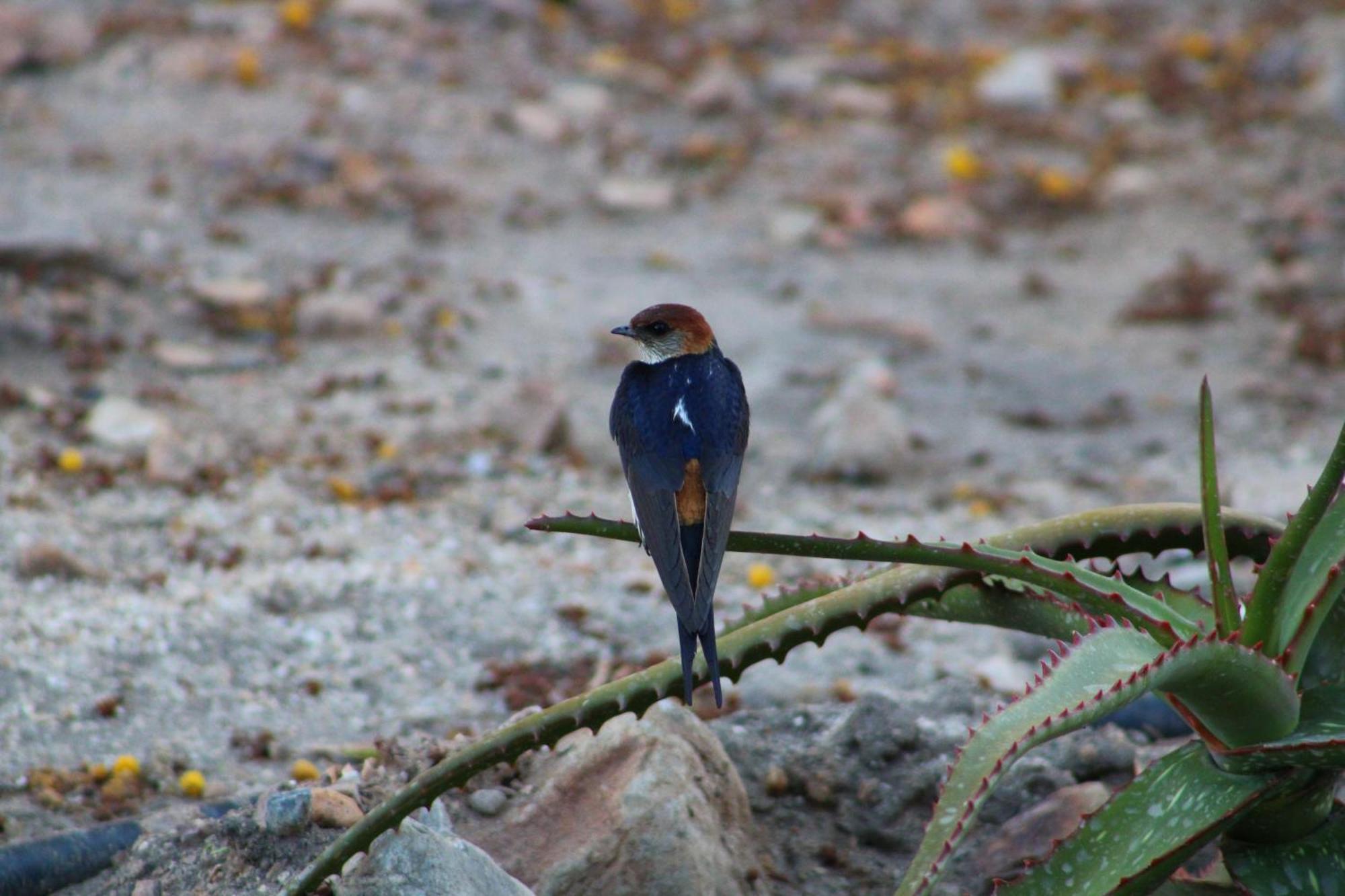 Bosch Luys Kloof Nature Reserve Ladismith Εξωτερικό φωτογραφία
