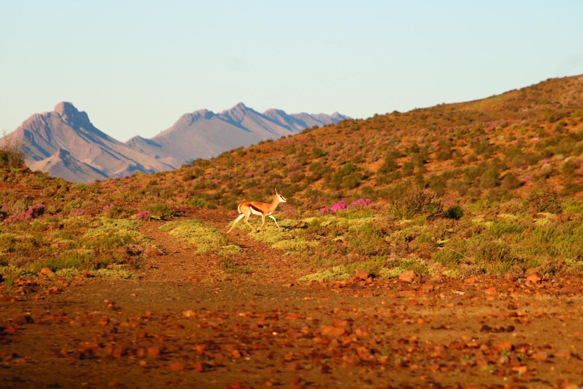 Bosch Luys Kloof Nature Reserve Ladismith Εξωτερικό φωτογραφία